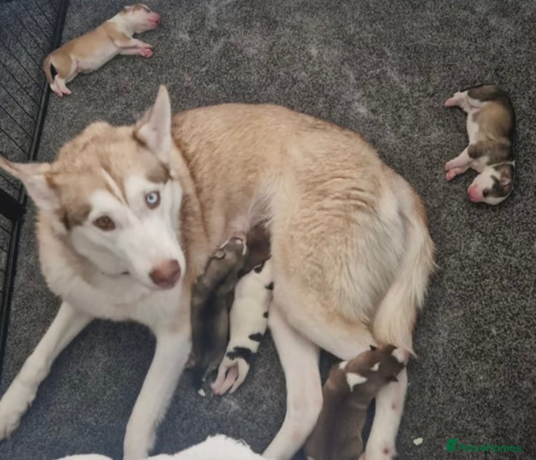 Siberian Husky dogs for sale: Siberian huskys - Image 4