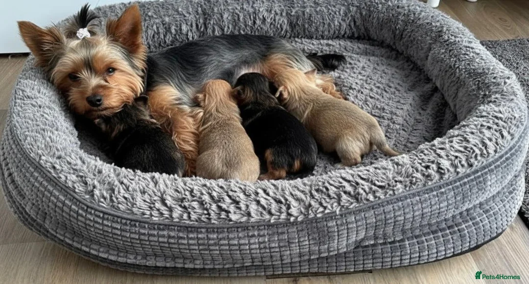 Yorkshire Terrier dogs for sale: Yorkshire Terrier Puppies  - Advert 10