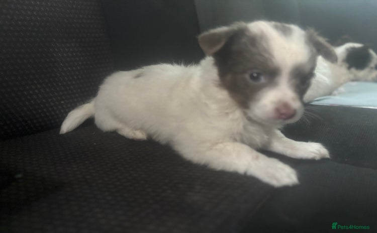 Mixed Breed dogs - Advert 5