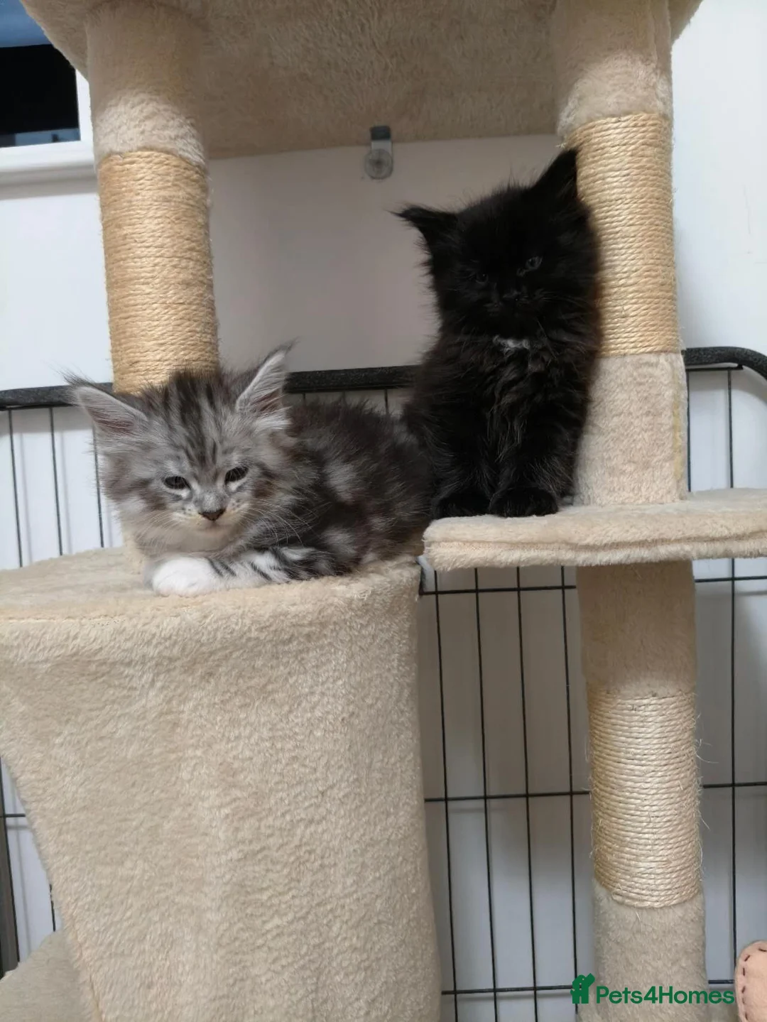 Maine Coon cats for sale: NEW YEARS EVE MAINE COON KITTENS - Advert 5