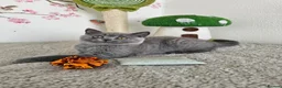 British Shorthair cats for sale: British Shorthair Kittens - Advert 10