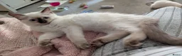 Ragdoll cats for sale: Ready to leave NOW discount price - Advert 5