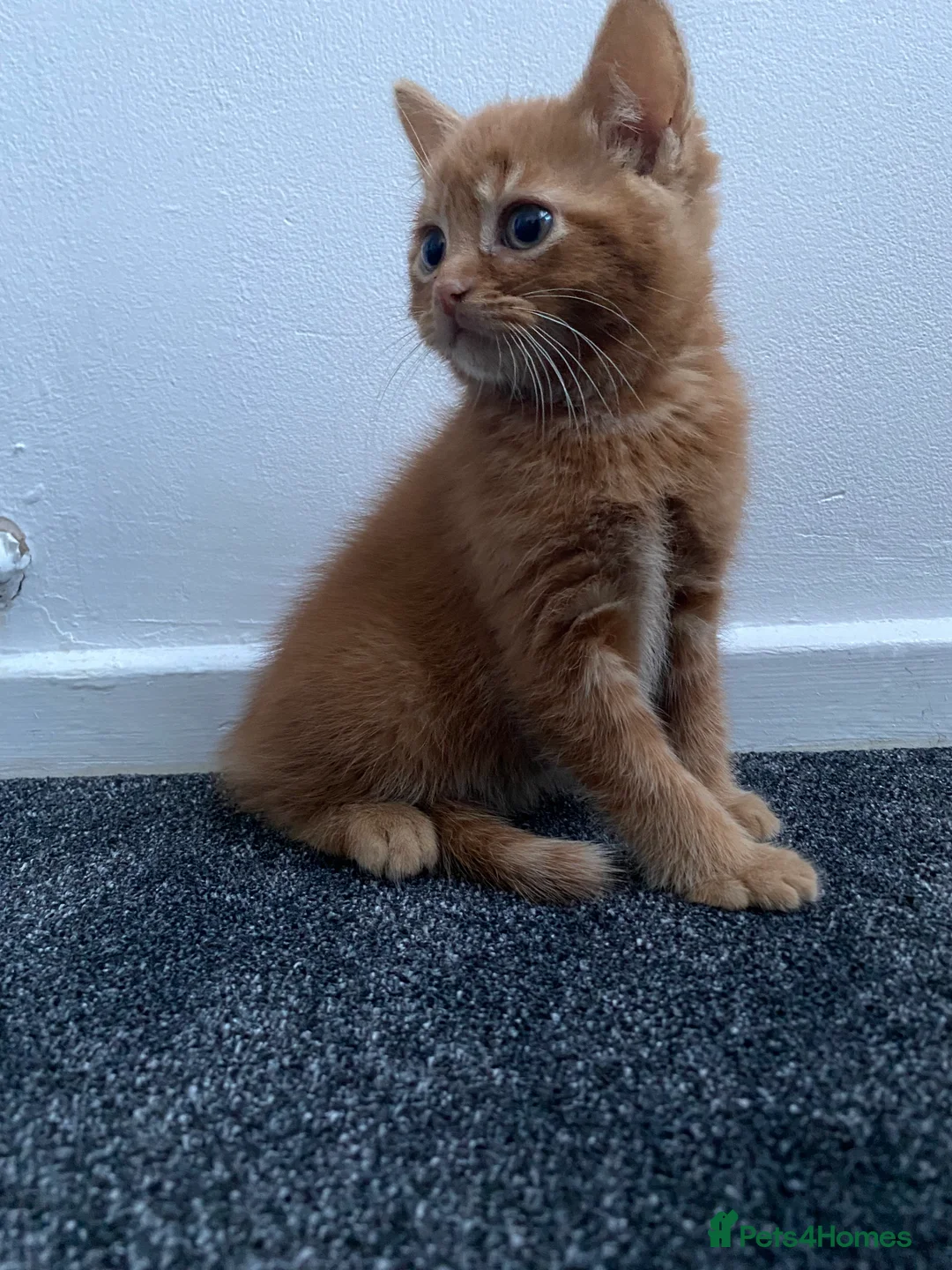 Mixed Breed cats for sale: Cute dark ginger kitten awaiting forever home 🏡  - Advert 3