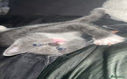 British Shorthair cats for sale: British short hair kittens  - Image 12