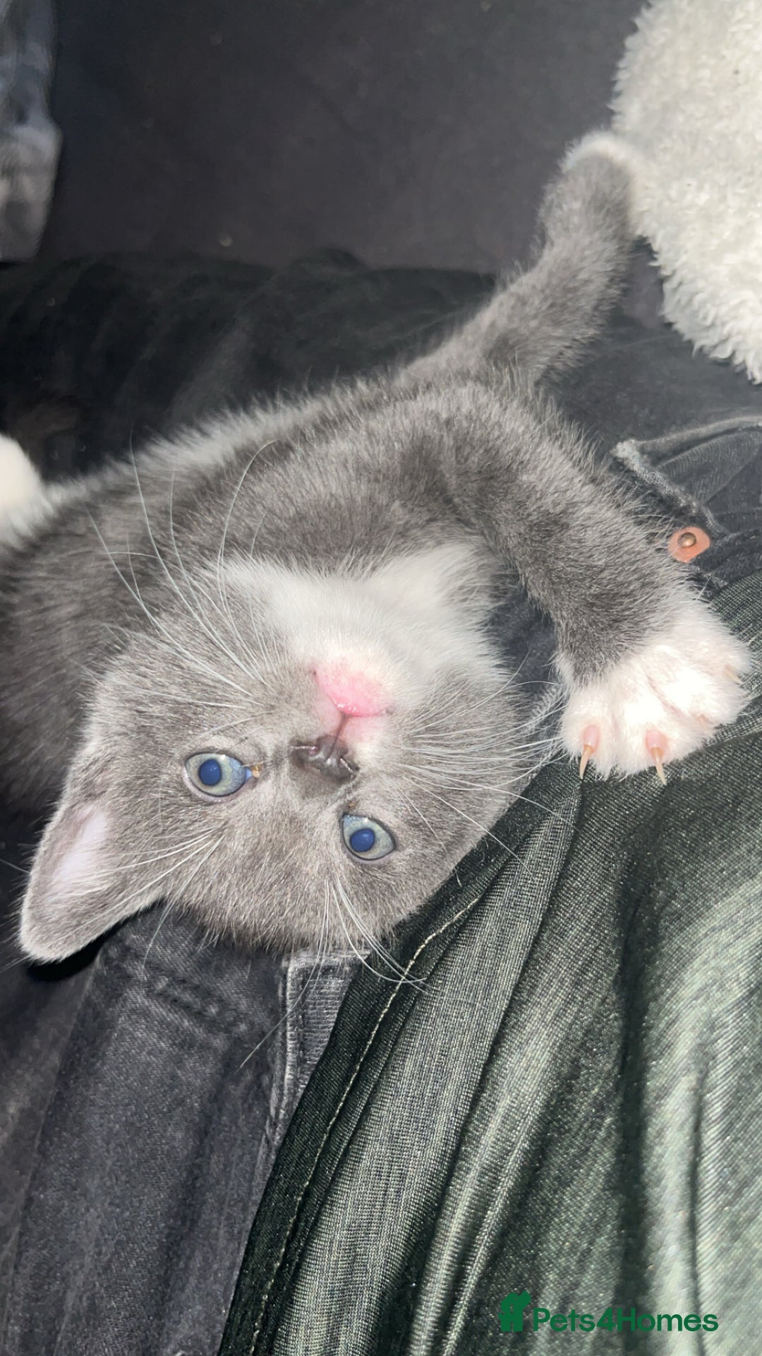 British Shorthair cats for sale: British short hair kittens  - Image 12