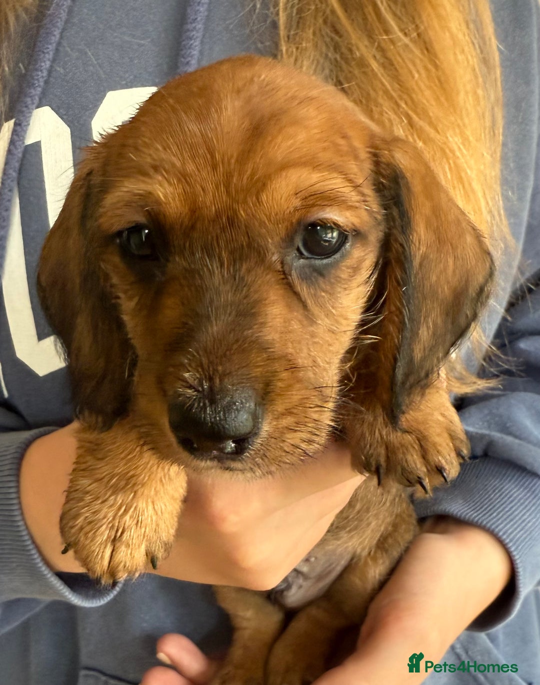 Miniature Dachshund dogs for sale: Stunning miniature wire haired dachshunds  - Image 6