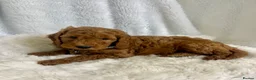 Goldendoodle dogs for sale: Top quality, health tested multiGen Double Doodles - Advert 12