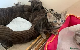 Burmese cats for sale: Burmese xBritish Kittens  - Image 4
