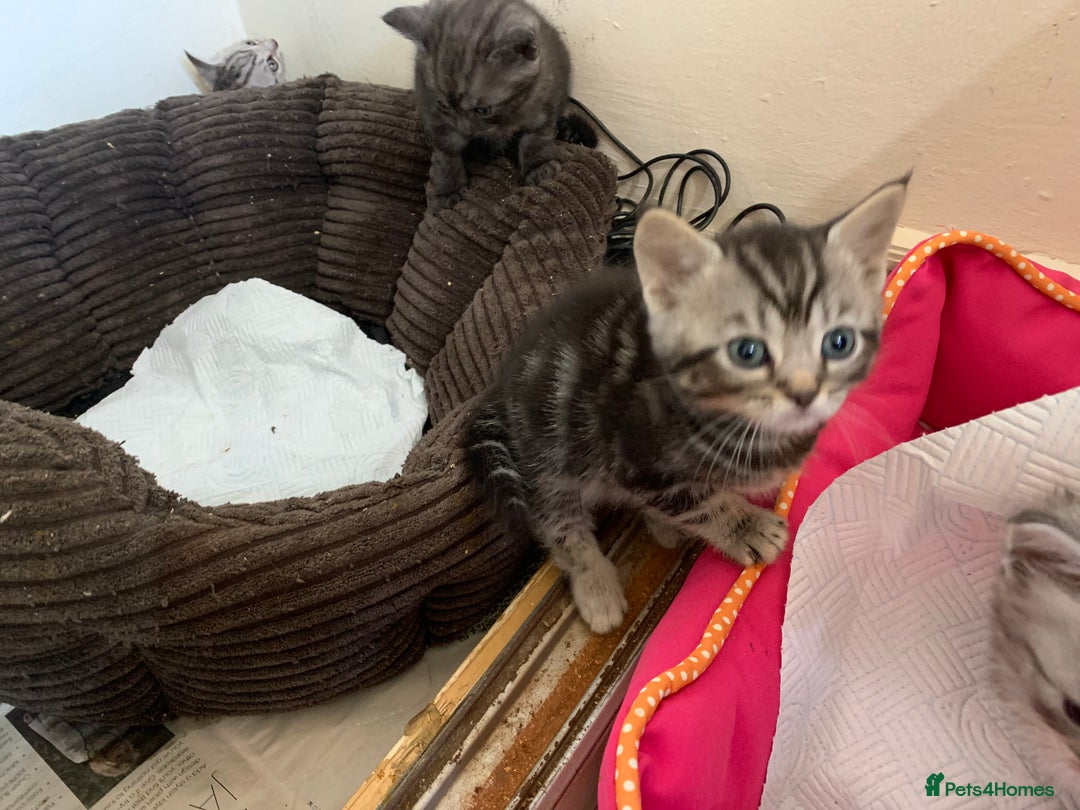 Burmese cats for sale: Burmese xBritish Kittens  - Image 4