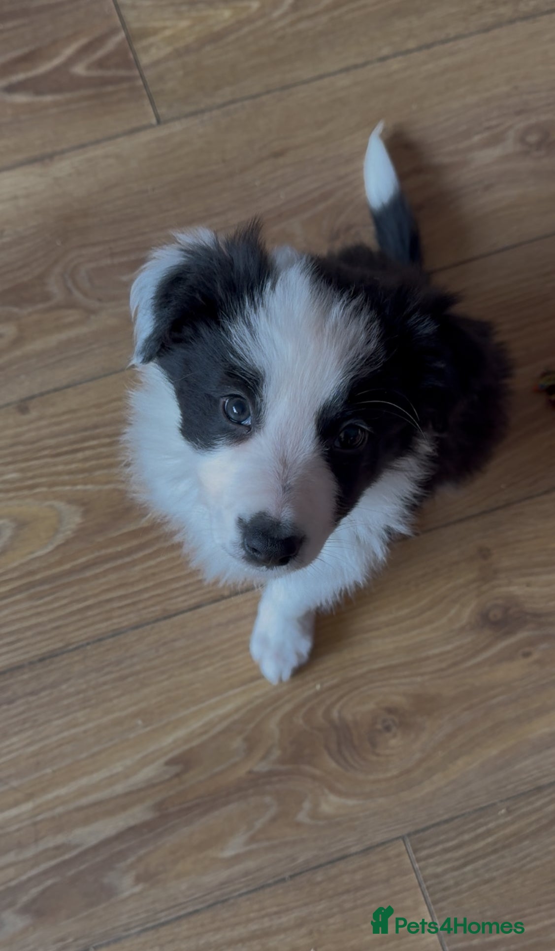 Border Collie dogs Beautiful border collie puppies available!  - Advert 8