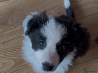 Border Collie dogs Beautiful border collie puppies available! - Advert 8