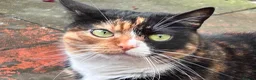 Mixed Breed cats for sale: Adorable kittens need a new place 🥰  - Advert 3