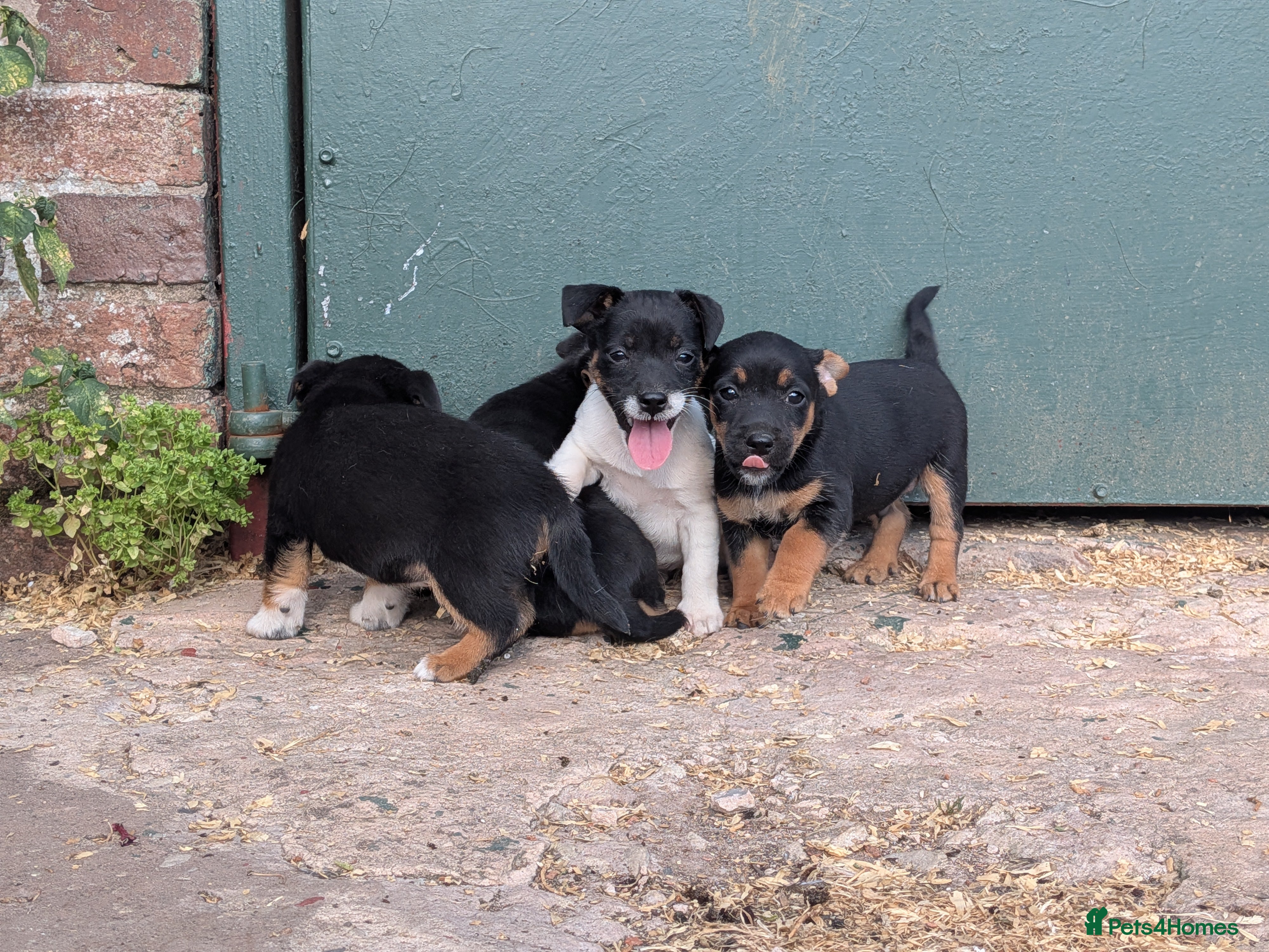 Jack Russell dogs Jack Russell Puppies for sale - Advert 1