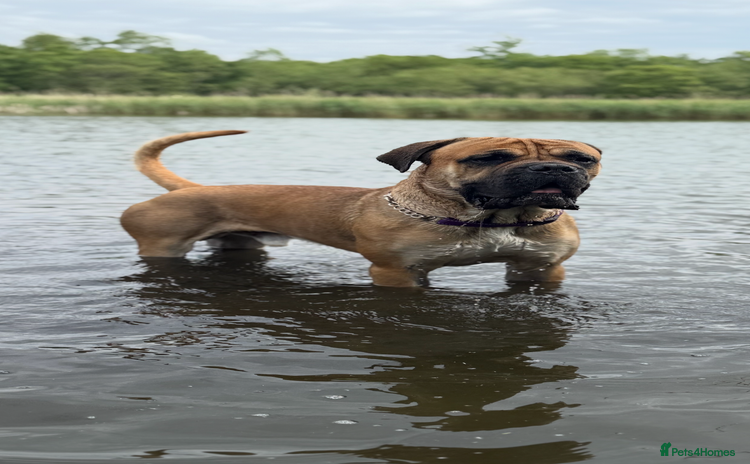 Cane Corso dogs - Advert 1