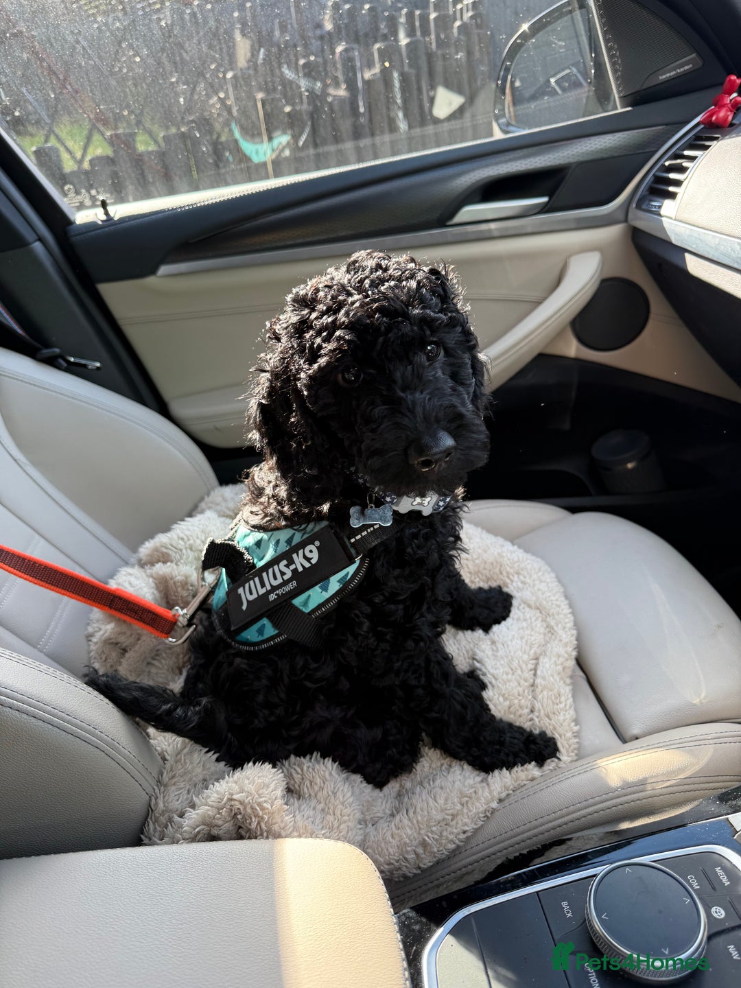 Labradoodle dogs for sale: Price reduced ready now Toy mini labradoodle f2bb  - Image 25