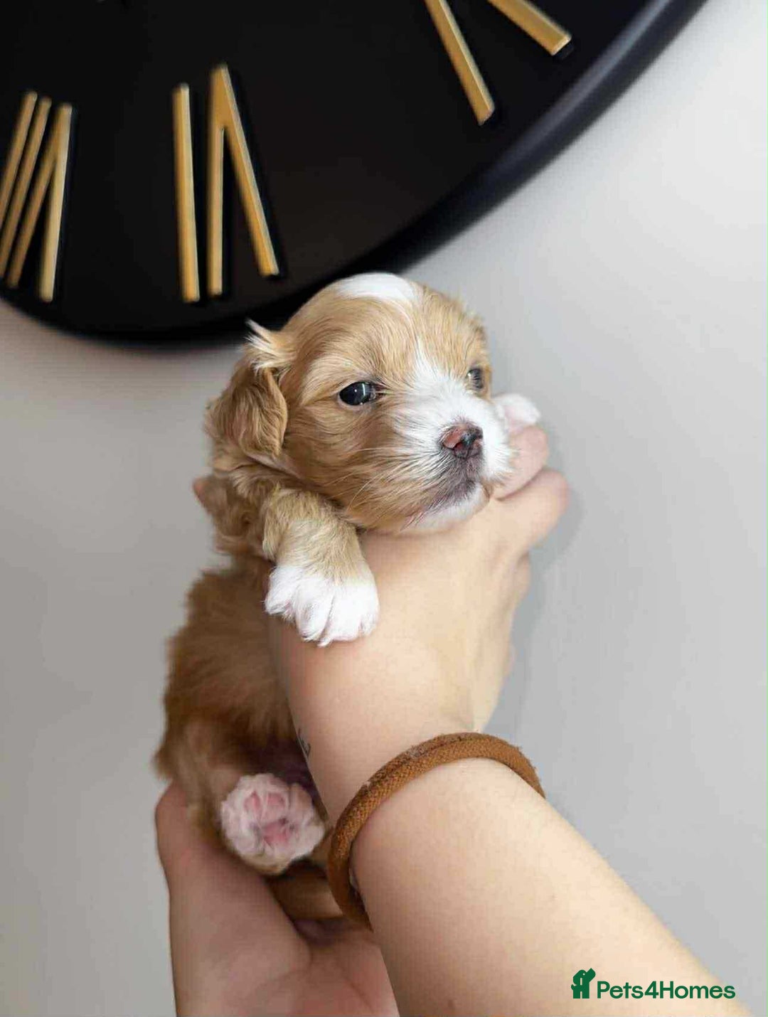 Maltipoo dogs for sale: F1 MALTIPOO BOY🩵🐶 - Image 4