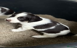 Cocker Spaniel dogs for sale: 2 boy spaniel puppies - Image 1