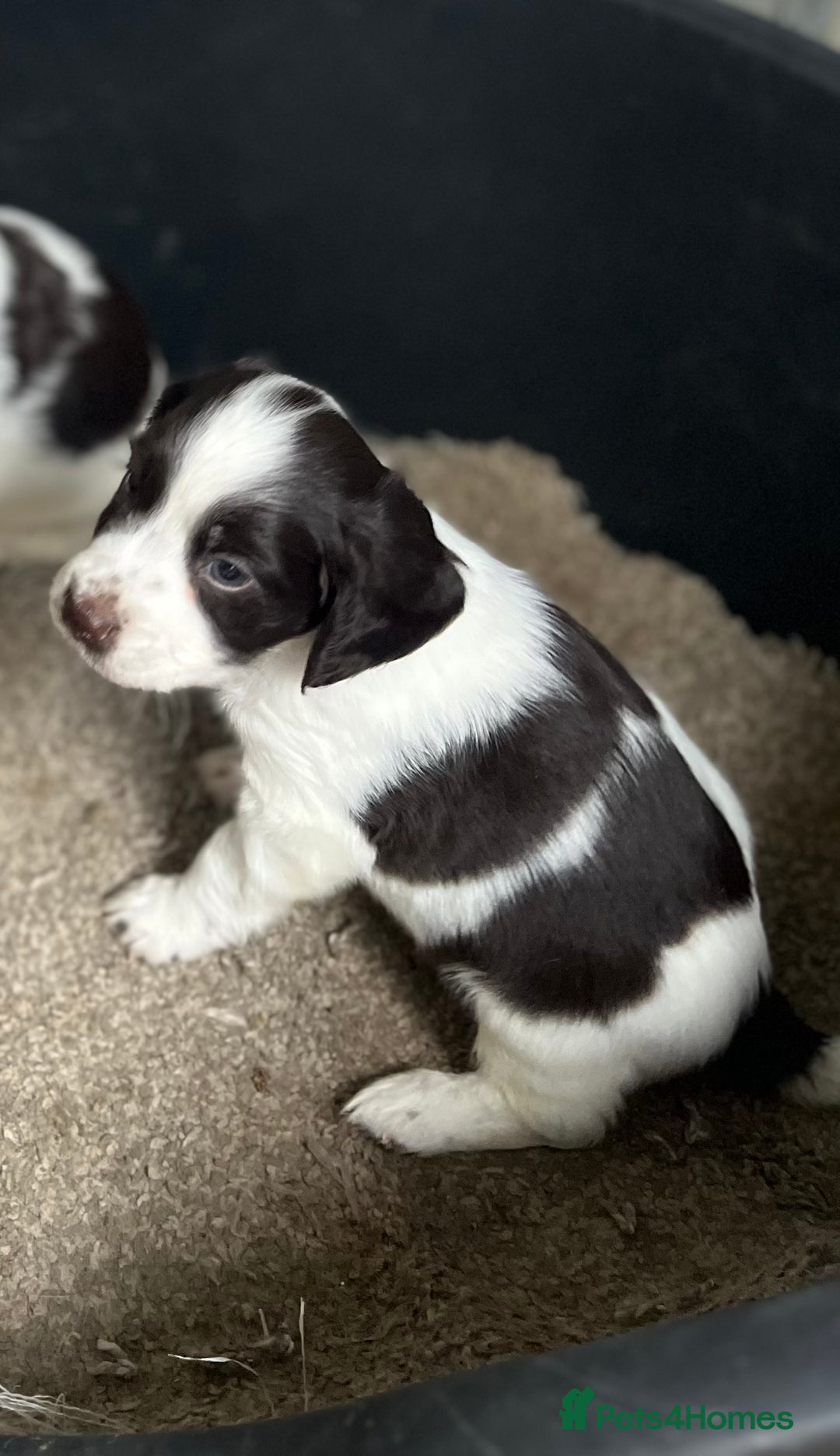 Cocker Spaniel dogs for sale: 2 boy spaniel puppies - Image 1