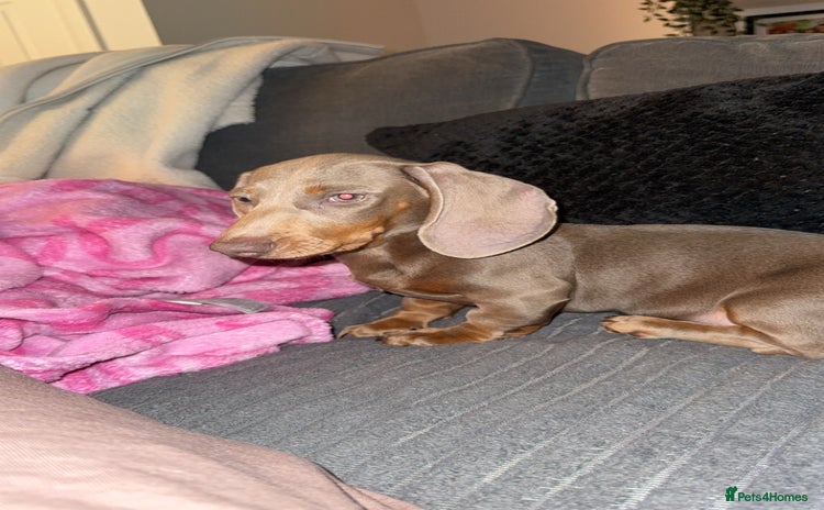 Dachshund dogs - Advert 13