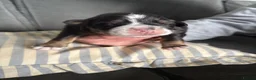 Bernese Mountain Dog dogs for sale: Bernese Mountain Dog Puppies - Advert 2