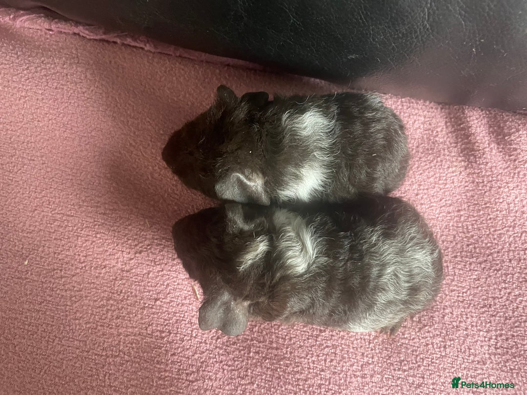 Guinea Pig rodents for sale: Cali breedings skinny pig carriers - Advert 3