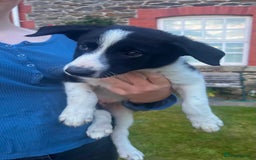 Border Collie dogs for sale: Gorgeous Farm bred sheepdog puppies - Image 3
