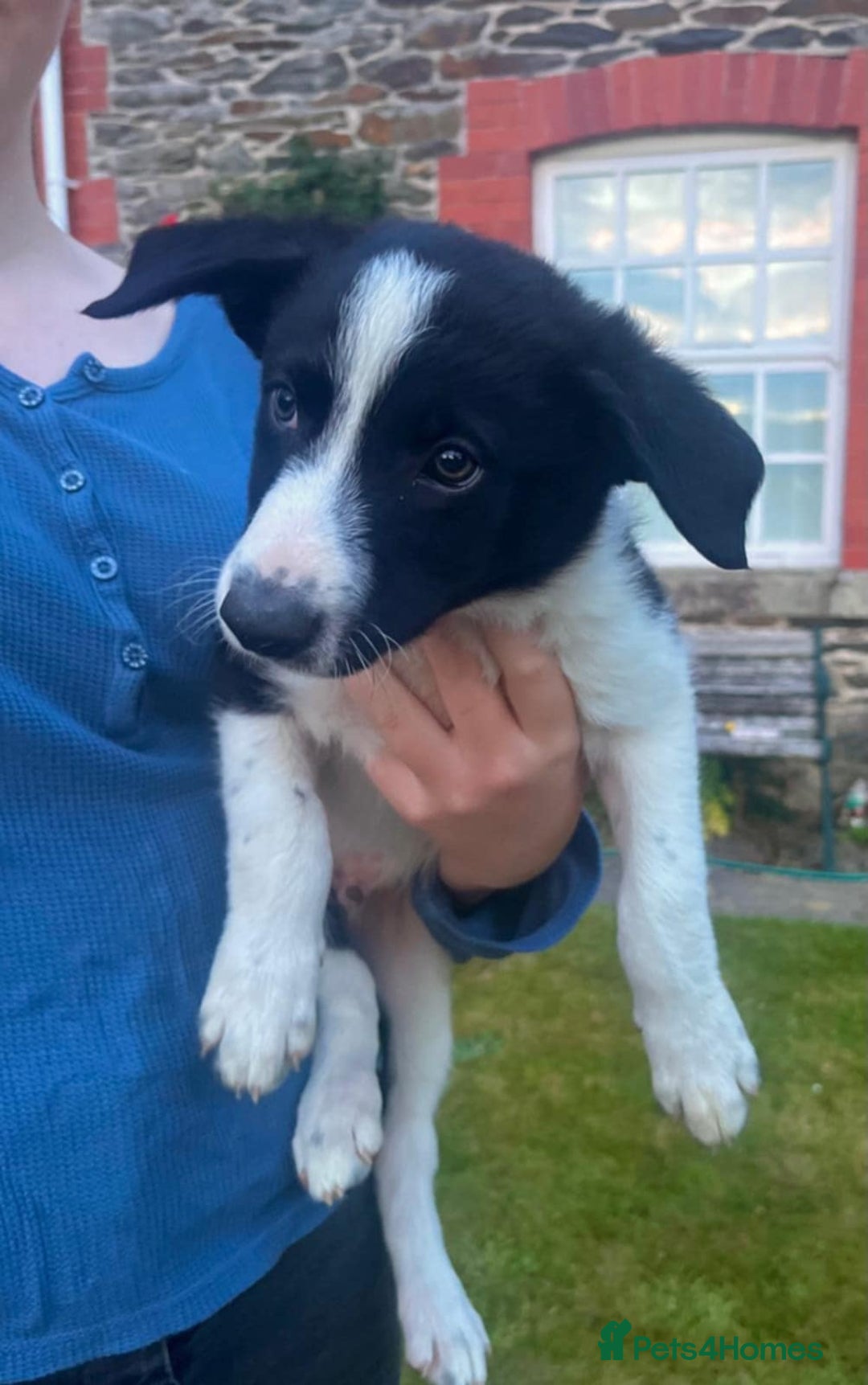 Border Collie dogs for sale: Gorgeous Farm bred sheepdog puppies - Image 3