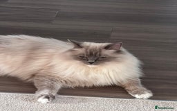 Ragdoll cats for sale: 3 Year Old Beautiful Female Ragdoll  - Image 7