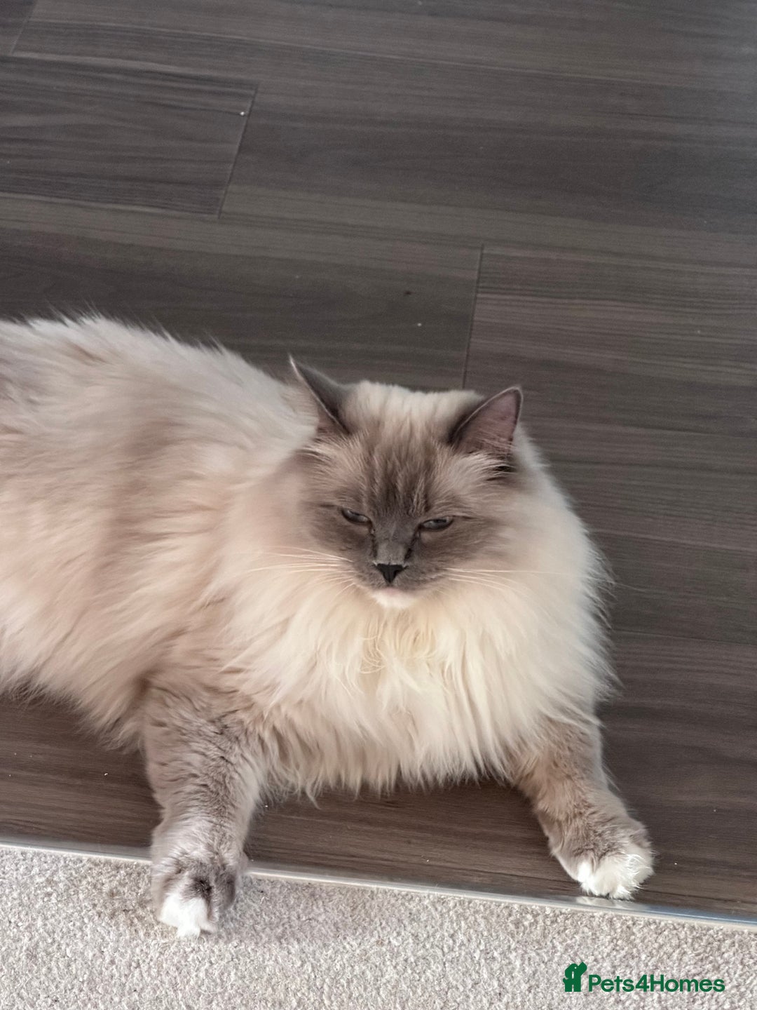 Ragdoll cats for sale: 3 Year Old Beautiful Female Ragdoll  - Image 7