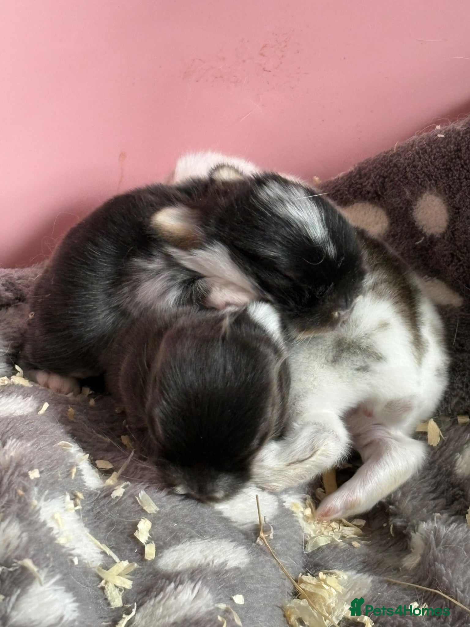 Mini Lop rabbits mini lop babies  - Advert 11