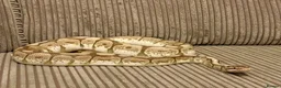 Python Snake reptiles for sale: Royal Python Collection Designer Morphs Females - Advert 3