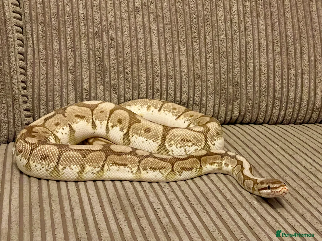 Python Snake reptiles for sale: Royal Python Collection Designer Morphs Females - Advert 3