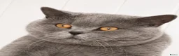 British Shorthair cats for sale: Stunning British Short Hair Kittens  - Advert 6