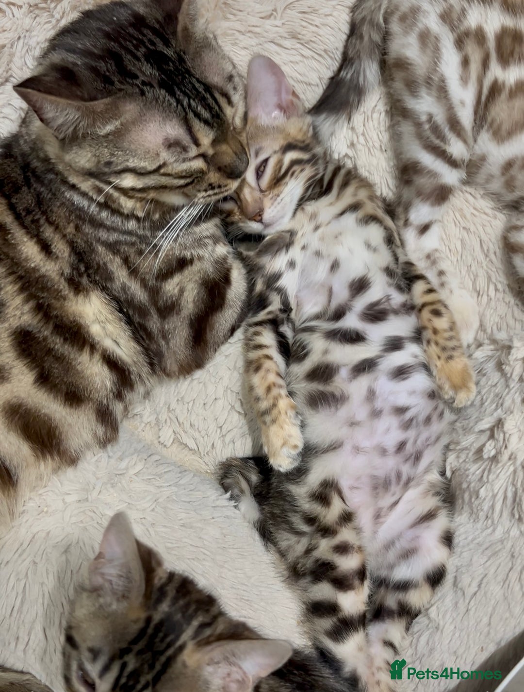 Bengal cats for sale: Stunning TICA 5 Generation Pedigree Kittens - Advert 4