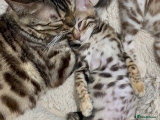 Bengal cats Stunning TICA 5 Generation Pedigree Kittens - Advert 1
