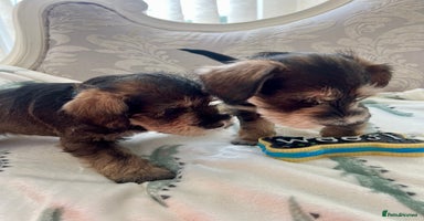 Mixed Breed dogs - Advert 16
