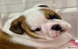 English Bulldog dogs for sale: *2 Healthy Bitches Available To The Best Homes*  - Image 3