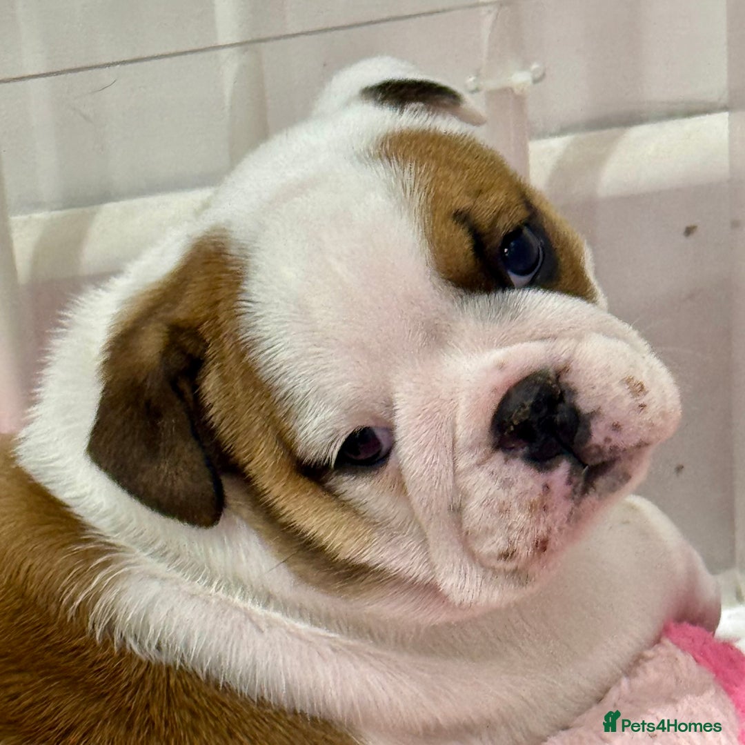 English Bulldog dogs for sale: *2 Healthy Bitches Available To The Best Homes*  - Image 3