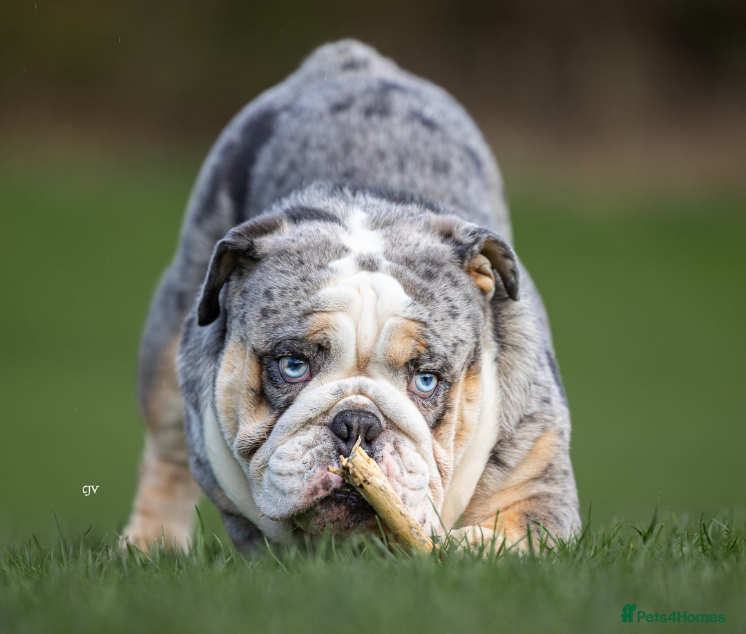English Bulldog dogs for stud: Blue Merle bulldog stud  in Hamilton - Image 2