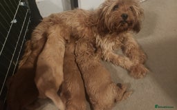 Cavapoo dogs for sale: 🐾 F1B Cavapoo Puppies – Ready 5th September 🐾 - Image 4