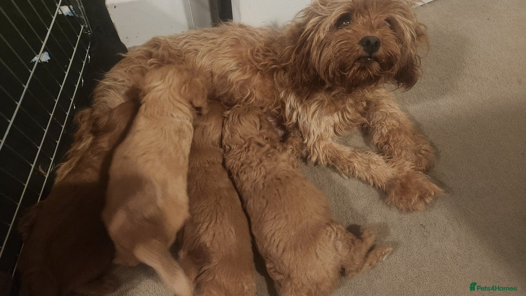 Cavapoo dogs for sale: 🐾 F1B Cavapoo Puppies – Ready 5th September 🐾 - Image 4