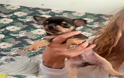 Chihuahua dogs for sale: 2 boys looking for there forever homes - Image 3