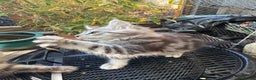 Maine Coon cats for sale: Stunning silver/black tabby MC boys available  - Advert 25