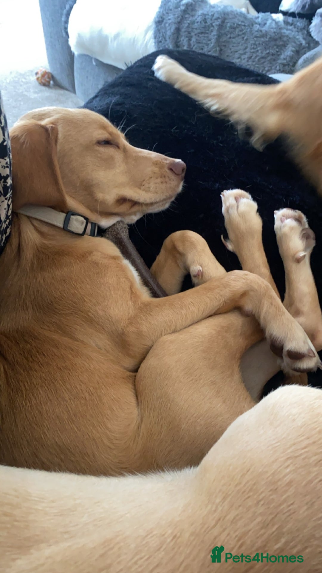 Mixed Breed dogs for sale: Archie - Jack Russel x cocker spaniel  - Image 7