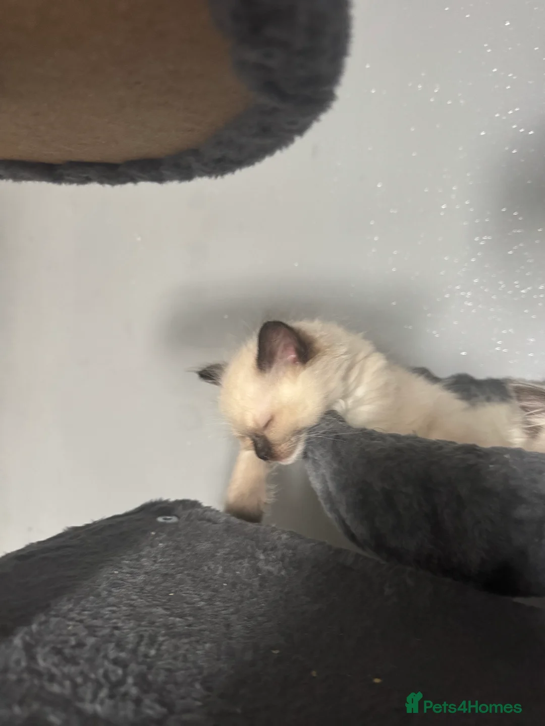 Ragdoll cats for sale: Adorable Pure Breed Ragdoll Kittens ❤️ - Advert 15