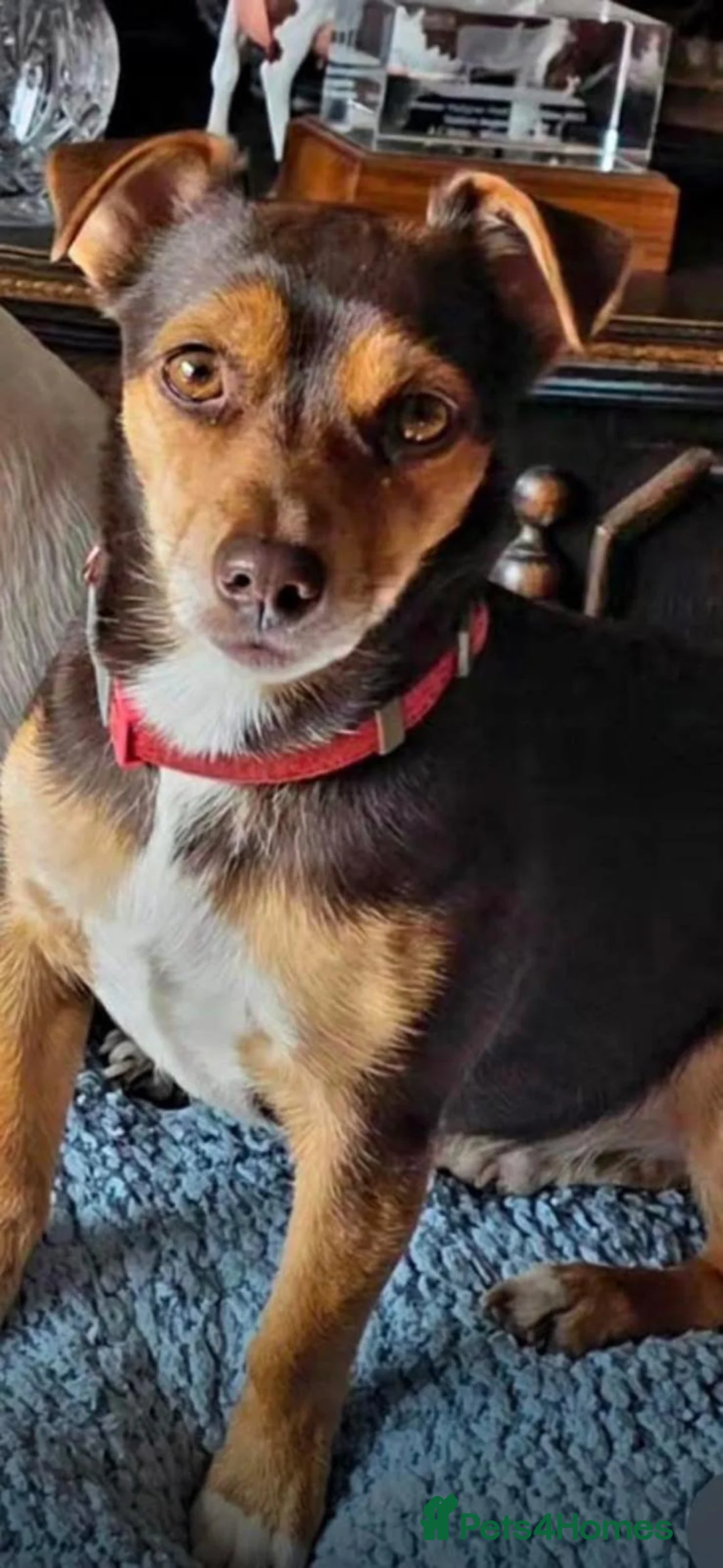 Jack Russell dogs for sale: Last Two Beautiful Pure Jack Russell Boys - Advert 6