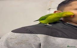 Conures birds for sale: Yellow headed semi tamed talking Lori  - Image 4