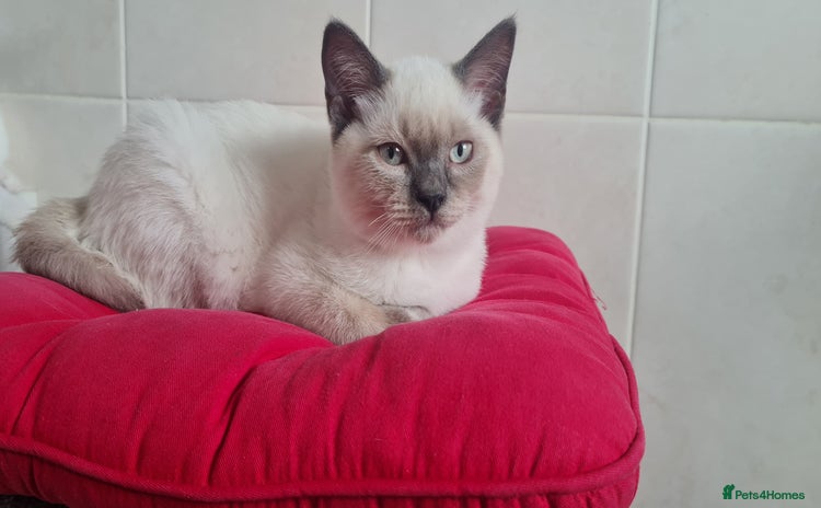 British Shorthair cats - Advert 8