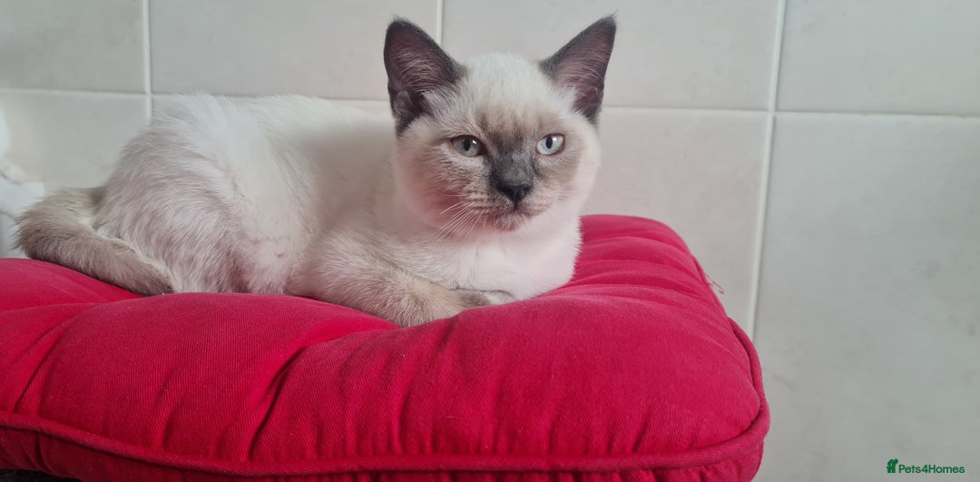 British Shorthair cats for sale: Beautiful Colorpoint British Shorthair - Image 1