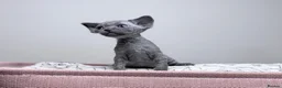 Devon Rex cats for sale: Beautiful blue boy and lilac girl!!!!! - Advert 10